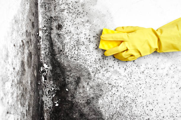 Best Attic Mold Removal  in North Fort Lewis, WA