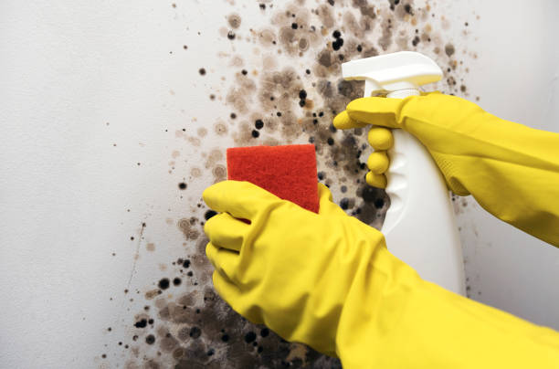  North Fort Lewis, WA Mold Removal Pros