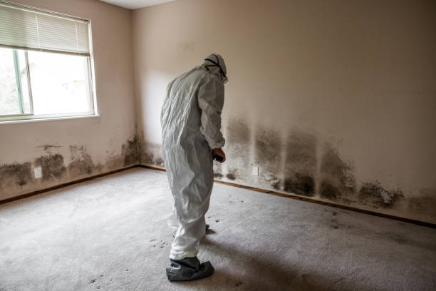 Best Home Mold Removal  in North Fort Lewis, WA