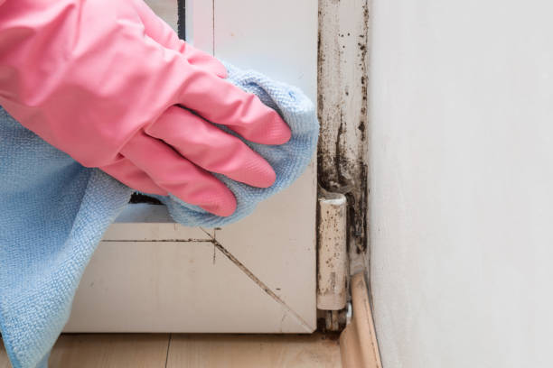 Best Mold Cleaning Services  in North Fort Lewis, WA