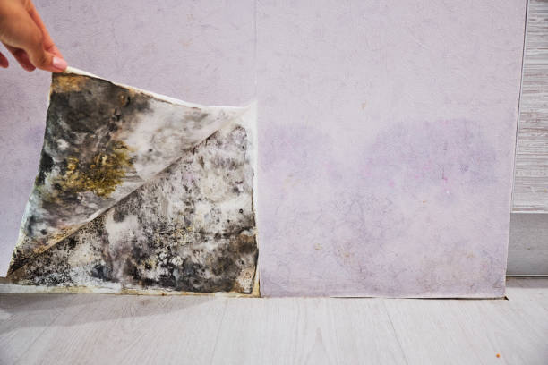 Best Professional Mold Removal  in North Fort Lewis, WA
